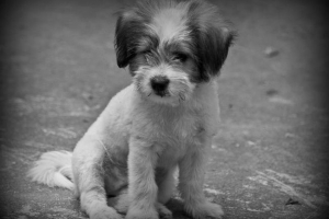 У магадані п'яний ветеринар загинув цуценя перед дітьми У магадані п'яний ветеринар загинув цуценя перед дітьми